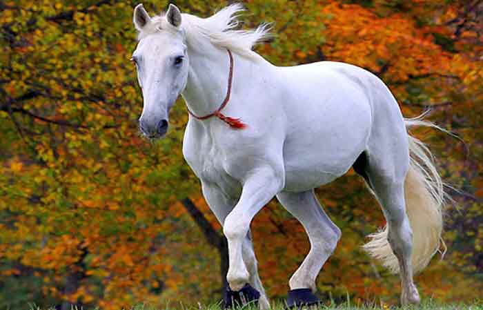 Female white horse