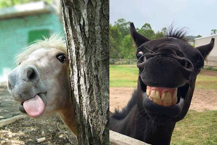 punny and funny horse pictures