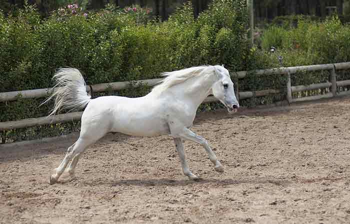 white male horse name Ideas