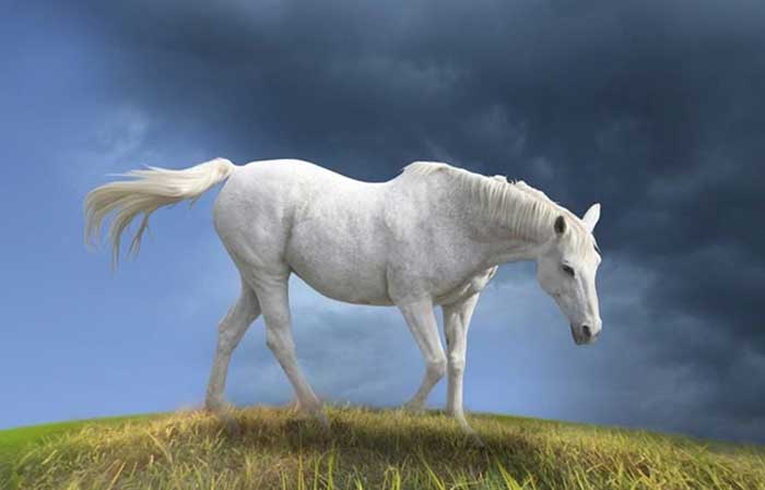 Horse with white coat